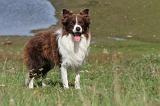 BORDER COLLIE 727